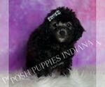 Small #4 Poodle (Toy)