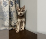 Small #41 Alaskan Klee Kai