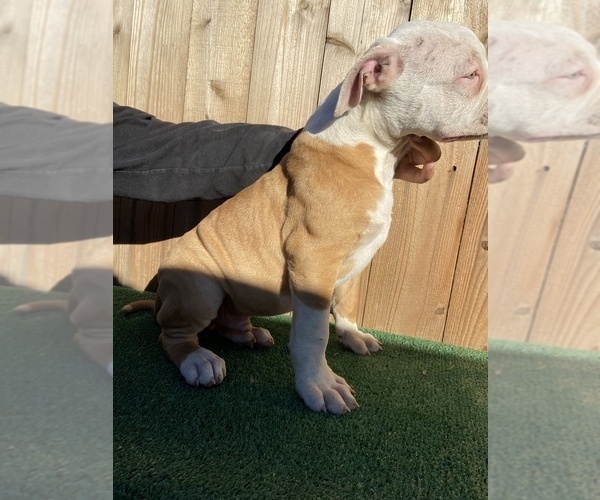 Medium Photo #1 American Bulldog Puppy For Sale in RIVERSIDE, CA, USA