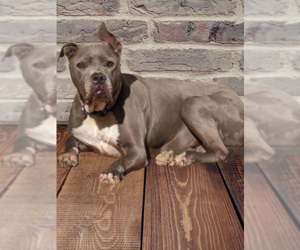 Medium Photo #1 American Bulldog-American Staffordshire Terrier Mix Puppy For Sale in Pena Blanca, NM, USA