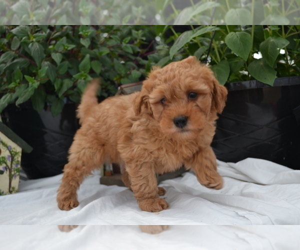 Medium Photo #6 Cavapoo (Miniature)-Poodle (Toy) Mix Puppy For Sale in GREENWOOD, WI, USA