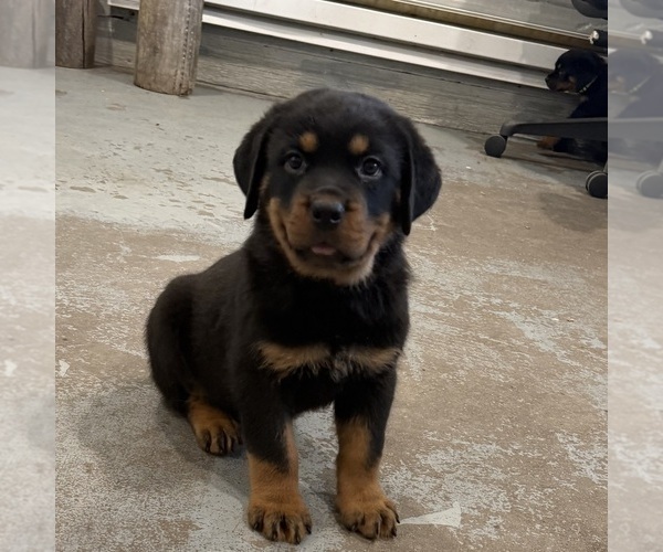 Medium Photo #8 Rottweiler Puppy For Sale in BRIGHTON, CO, USA