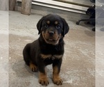Small #7 Rottweiler