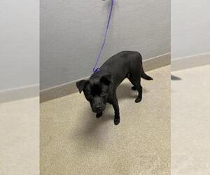 Chihuahua-Unknown Mix Dogs for adoption in Las Vegas, NV, USA