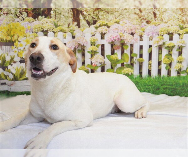 Medium Photo #2 Labrador Retriever-Unknown Mix Puppy For Sale in Oroville, CA, USA
