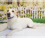 Small #1 Labrador Retriever Mix