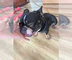 Damsel - Female French Bulldog Puppy for Sale - Photo #3
