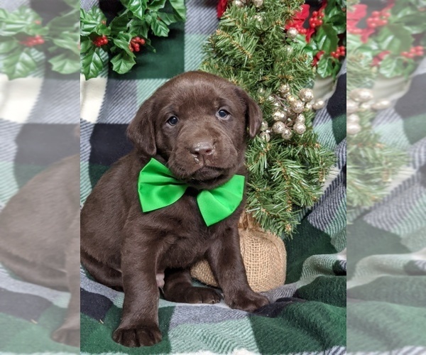 Medium Photo #6 Labrador Retriever Puppy For Sale in GLEN ROCK, PA, USA