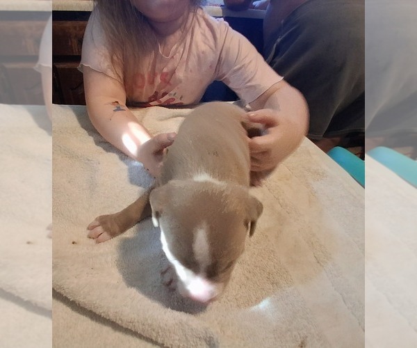 Medium Photo #1 American Pit Bull Terrier Puppy For Sale in DANNEBROG, NE, USA