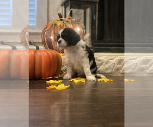 Cavalier King Charles Spaniel Puppy for sale in CORINTH, TX, USA