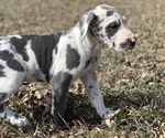 Small Photo #4 Great Dane Puppy For Sale in ROCKWELL CITY, IA, USA