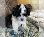 Small Photo #6 Havanese-Poodle (Toy) Mix Puppy For Sale in YANCEY, TX, USA
