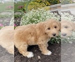 Small #3 Coton de Tulear-Poodle (Toy) Mix