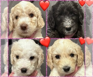 Sheepadoodle Puppy for sale in GOLD CANYON, AZ, USA