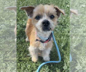 Mutt Dog for Adoption in Newport Beach, California USA