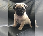 Small Photo #1 Pug Puppy For Sale in LITTLE FALLS, NJ, USA