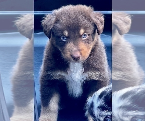 Medium Photo #6 Australian Shepherd Puppy For Sale in MORROW, OH, USA
