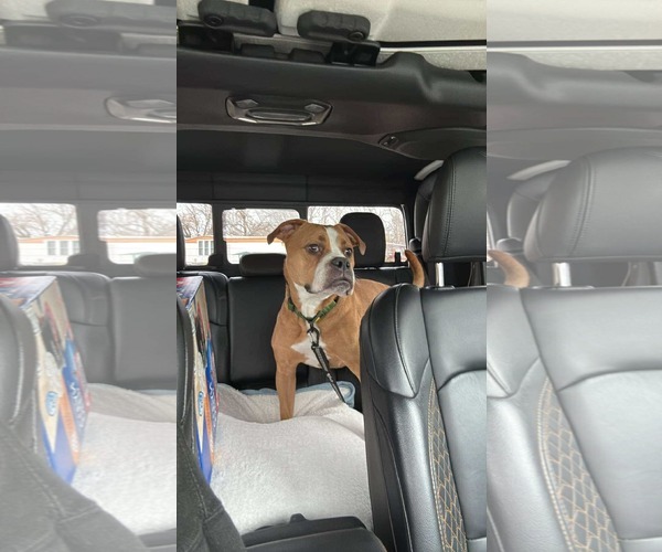 Medium Photo #7 Boxer-Unknown Mix Puppy For Sale in Burnsville, MN, USA