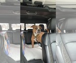 Small #6 Boxer Mix