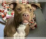 Small American Pit Bull Terrier Mix