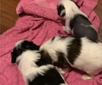 Small Photo #4 Chinese Crested Puppy For Sale in MANHATTAN, NY, USA