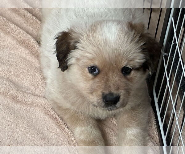 Medium Photo #6 Great Pyrenees-Unknown Mix Puppy For Sale in Minneapolis, MN, USA