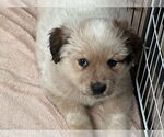 Small #5 Great Pyrenees Mix