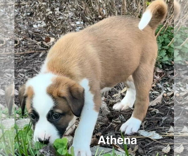 Medium Photo #1 Mutt Puppy For Sale in Holly Springs, NC, USA