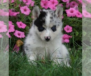 Pomsky Puppy for sale in FREDERICKSBG, OH, USA