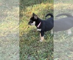 Small Photo #12 Shiba Inu Puppy For Sale in NEW ATHENS, IL, USA