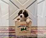 Puppy Red Collar Great Bernese