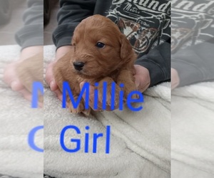 Goldendoodle (Miniature) Puppy for sale in WATERLOO, IN, USA