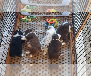 Australian Shepherd Puppy for sale in SEIBERT, CO, USA