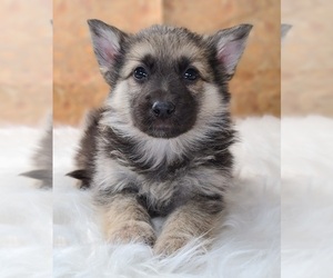 German Shepherd Dog Puppy for sale in WARREN, MA, USA