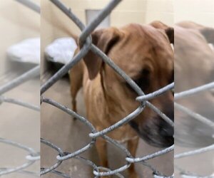 Rhodesian Ridgeback Dogs for adoption in Waco, TX, USA