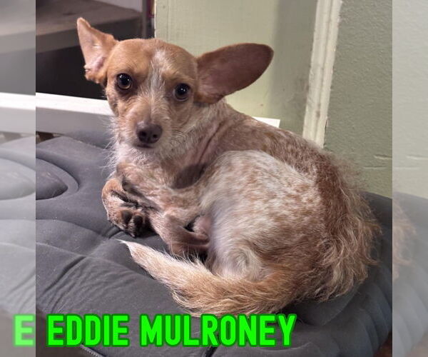 Medium Photo #6 Dachshund-Unknown Mix Puppy For Sale in San Antonio, TX, USA