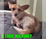 Small #5 Dachshund Mix