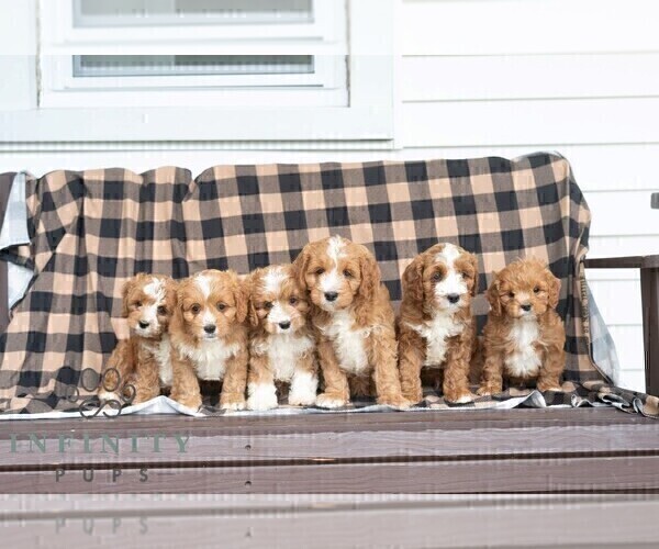 Medium Photo #2 Cavapoo (Miniature) Puppy For Sale in DORNSIFE, PA, USA
