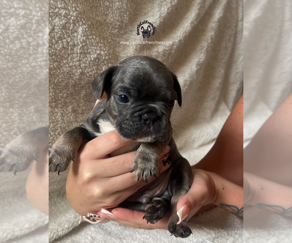 Medium Photo #1 French Bulldog Puppy For Sale in SACRAMENTO, CA, USA