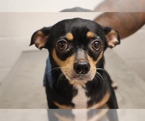 Medium Photo #3 Chipin Puppy For Sale in Shermans Dale, PA, USA