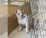 Small Photo #2 American Bully Puppy For Sale in HIALEAH, FL, USA