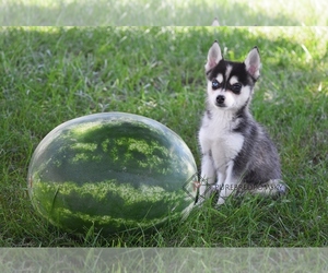 Pomsky Puppy for sale in KANSAS CITY, MO, USA