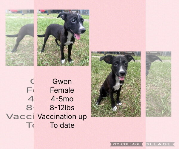 Medium Photo #5 Chihuahua-Unknown Mix Puppy For Sale in Virginia Beach, VA, USA