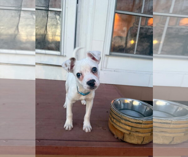 Medium Photo #1 Mutt Puppy For Sale in New London, WI, USA