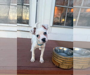 Mutt Dogs for adoption in New London, WI, USA