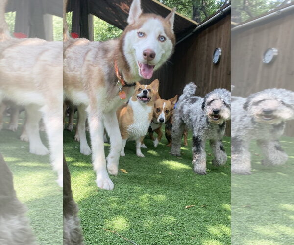 Medium Photo #4 Siberian Husky Puppy For Sale in Euless, TX, USA