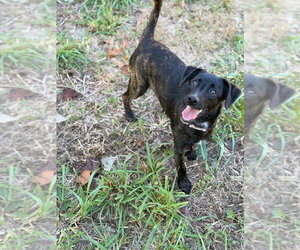 Reece - Female Mutt Dog for Adoption - Photo #3