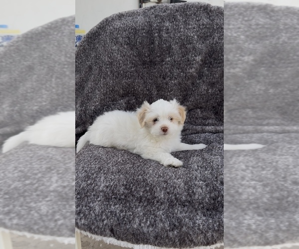 Medium Photo #4 Maltese Puppy For Sale in ONTARIO, CA, USA