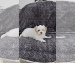 Small #3 Maltese