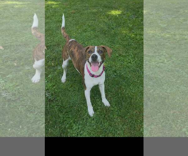 Medium Photo #2 Mutt Puppy For Sale in pomfret, CT, USA